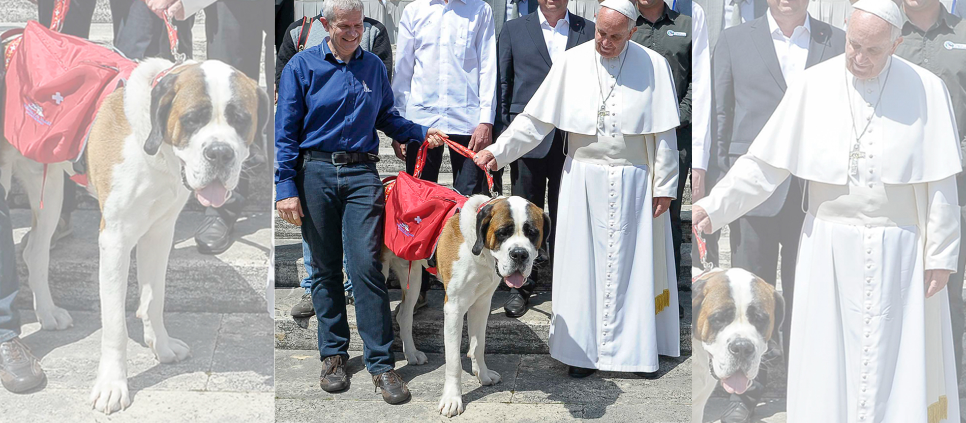 Mehr als ein Rettungshund