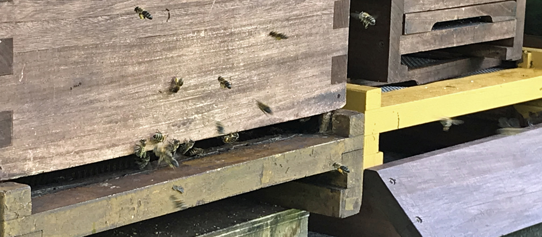 Bienen in Osanbrück