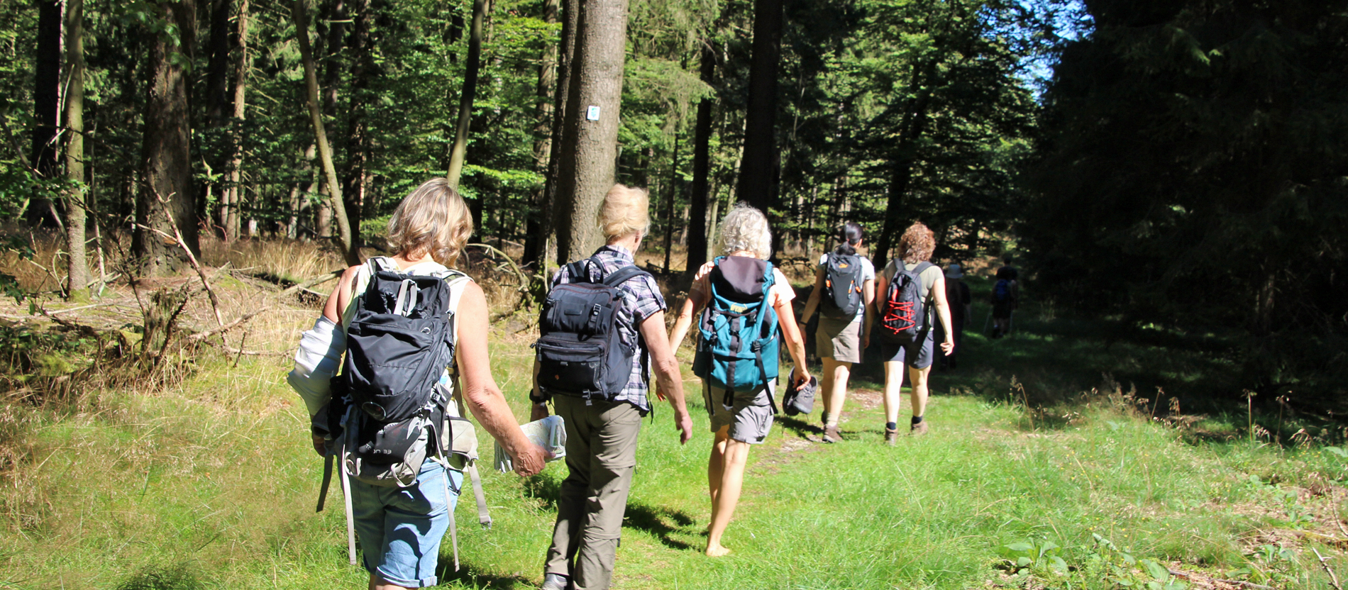 Eine Gruppe Wanderer läuft durch einen sonnigen Wald