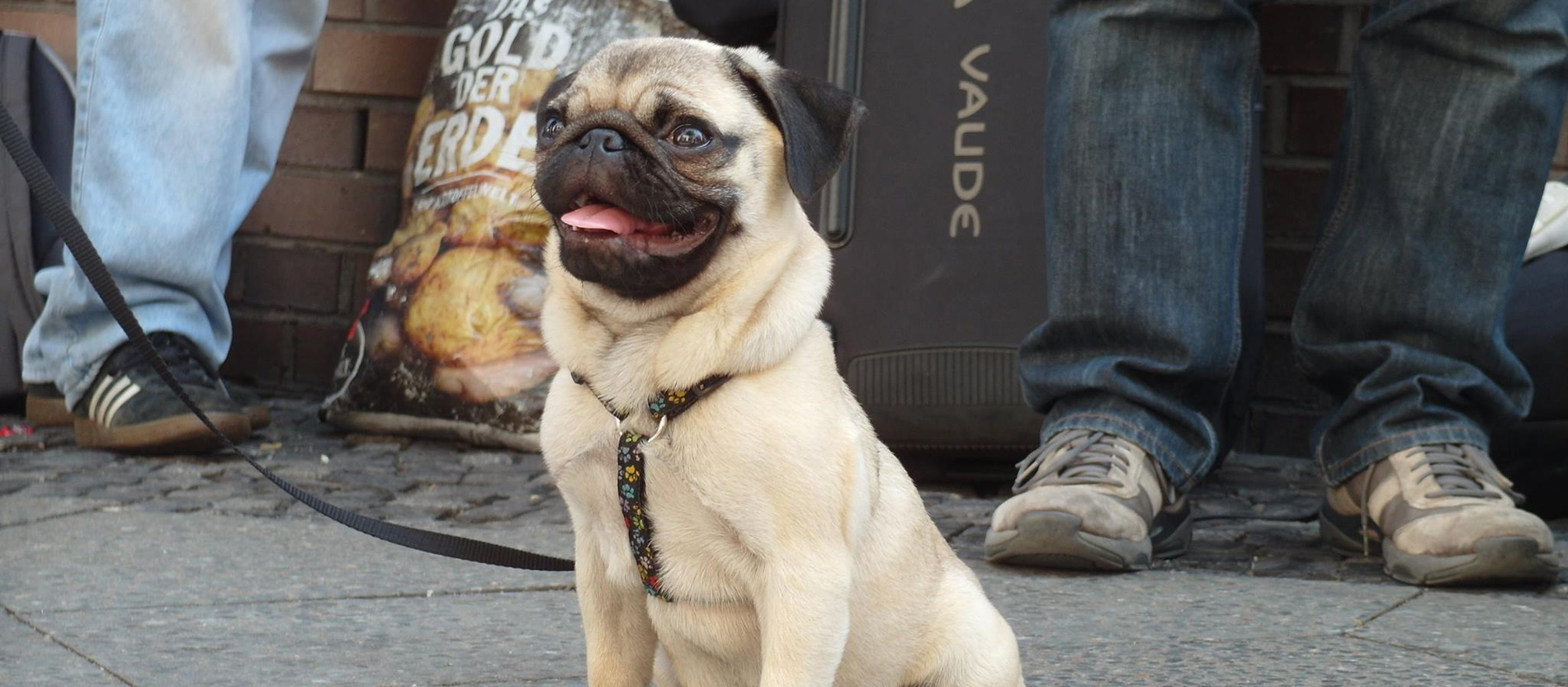 Ein Mops macht Sitz auf dem Boden, hinter ihm sind Beine Erwachsener Menschen zu sehen.