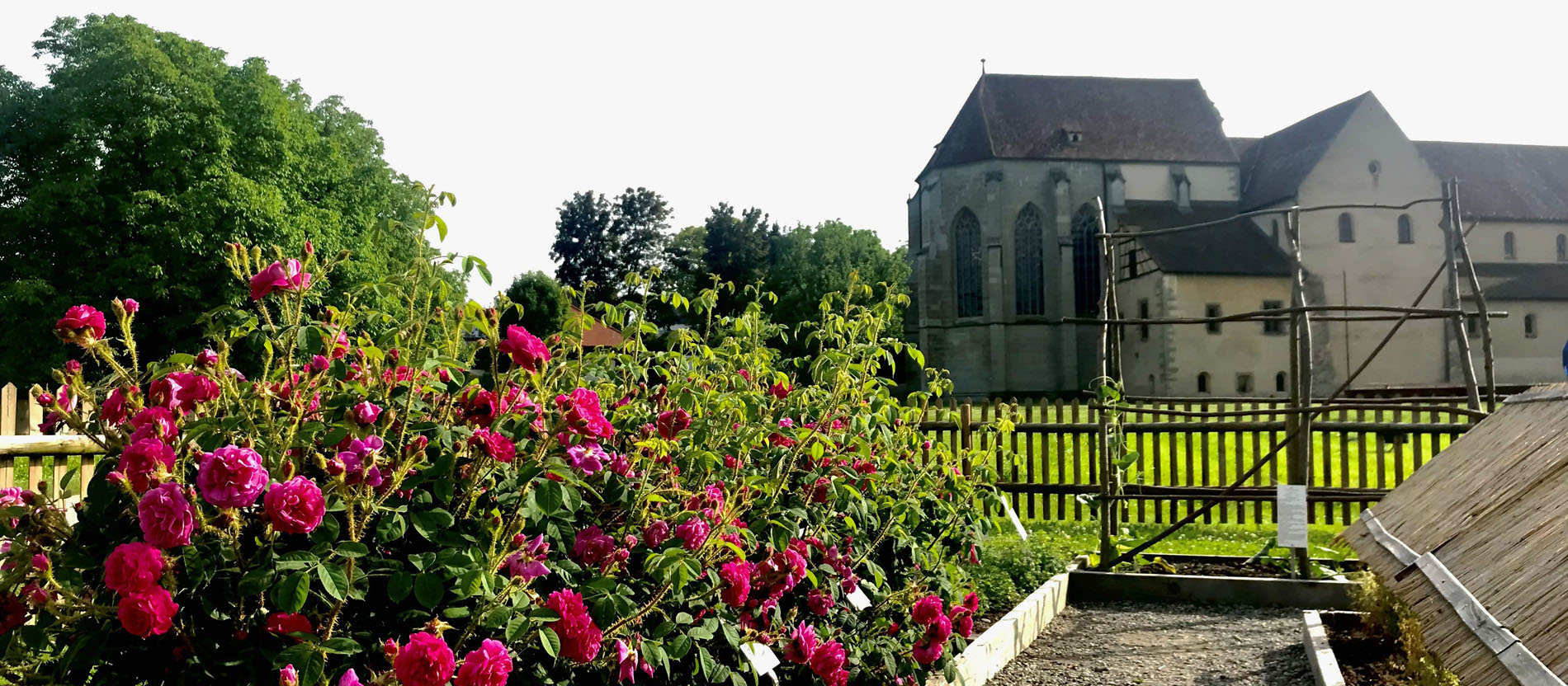 Blühende Rosen im Klostergarten der Insel Reichenau