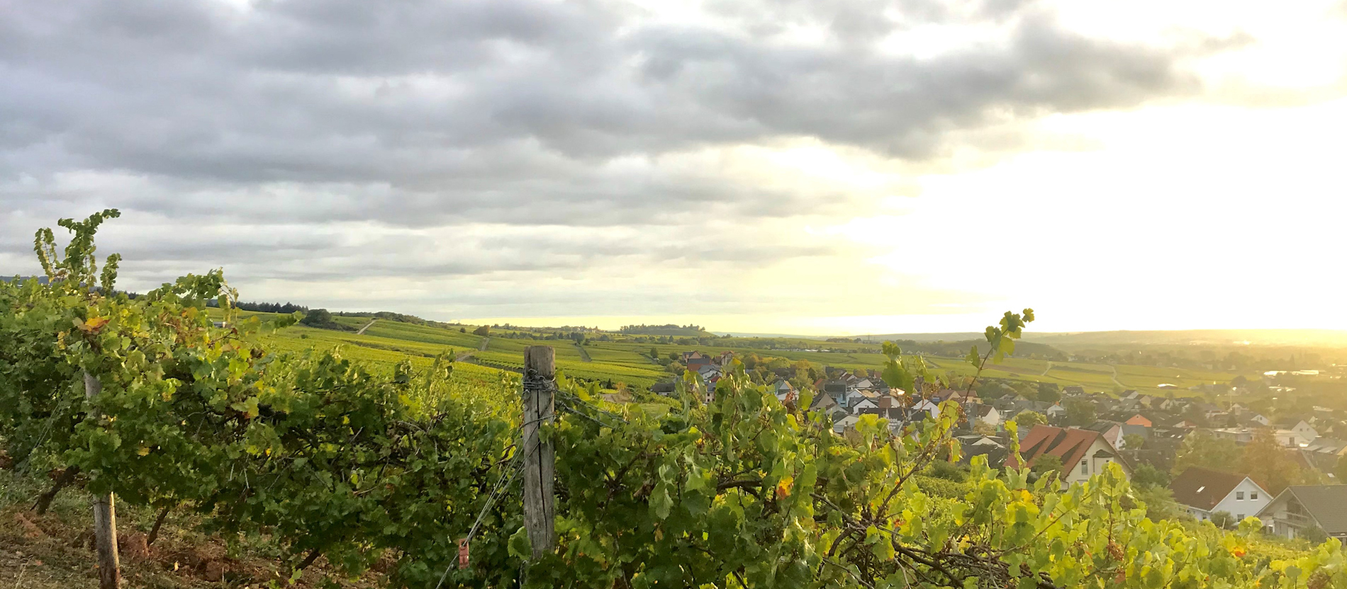 Anfang Oktober tragen die Weinreben zum größten Teil noch sattgrünes Laub.
