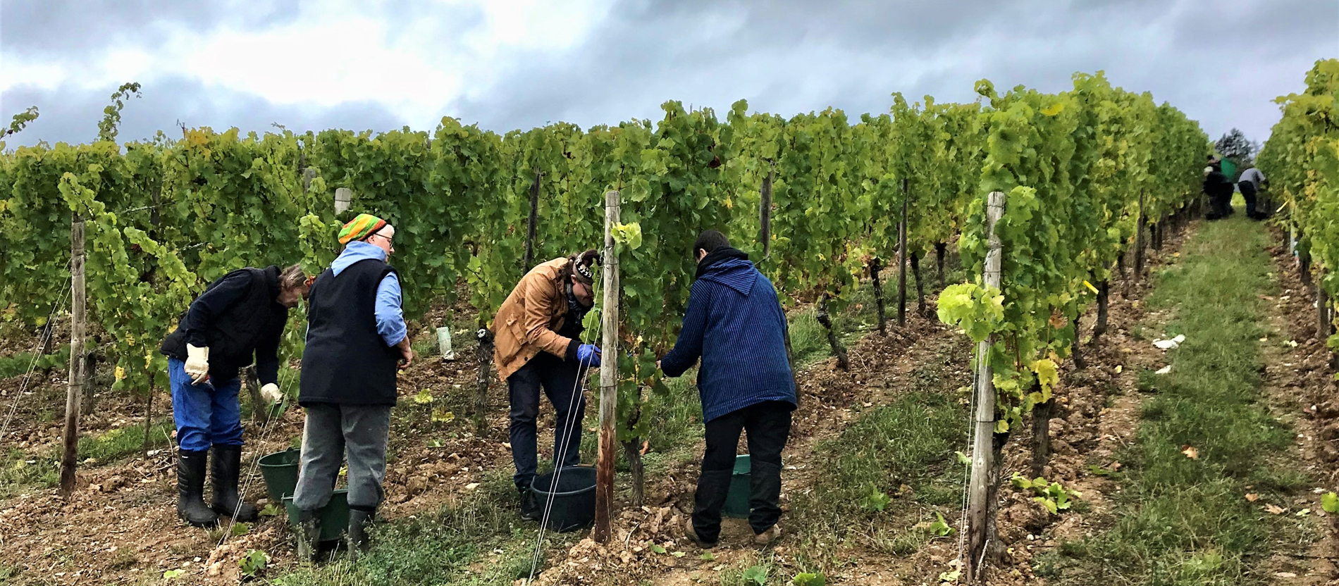 Weinlese bei den Benediktinerinnen von Eibingen