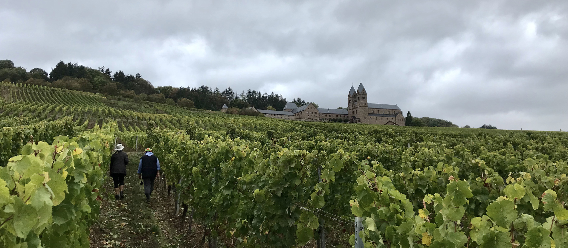 Ein Teil der Weinberge des Klosters ist zu steil, um dort mit dem Ernteautomaten zu arbeiten – hier kann nur von Hand gelesen werden.
