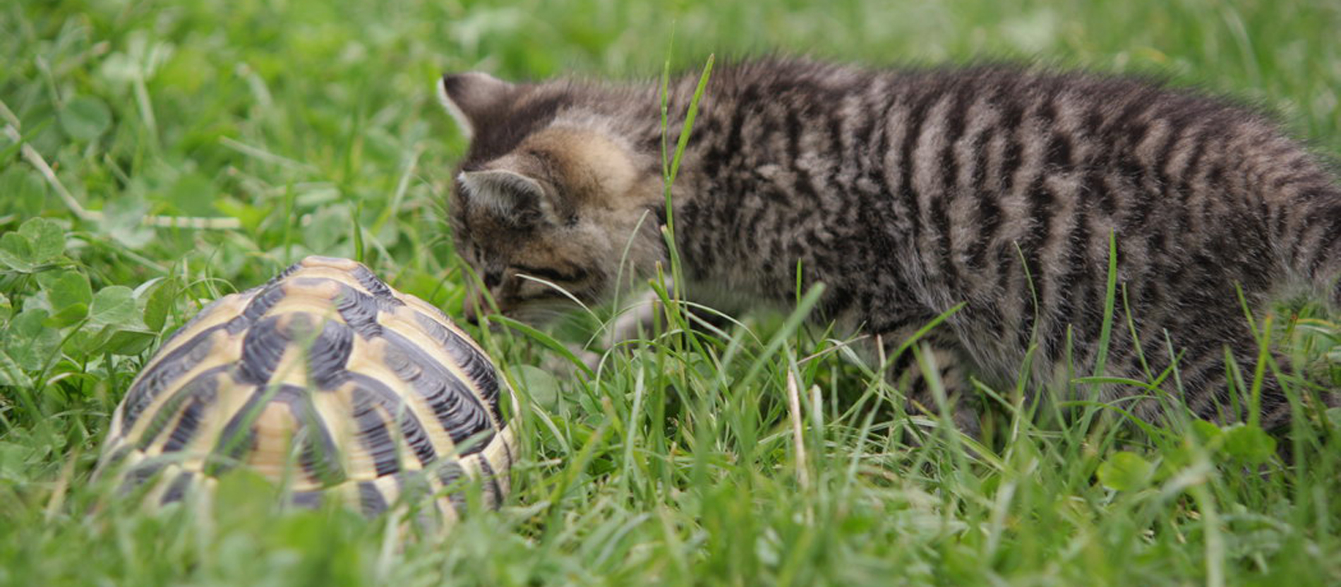 Bruder Markus glaubt, die Schildkröte sei den Katzen einfach zu langsam.