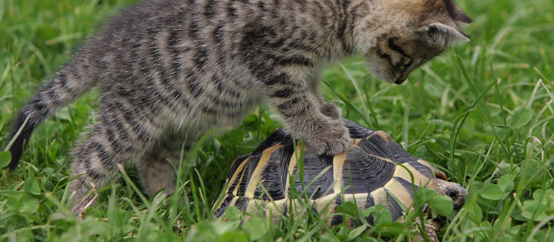 Safira, als junges Kätzchen, beschnuppert die Schildkröte.