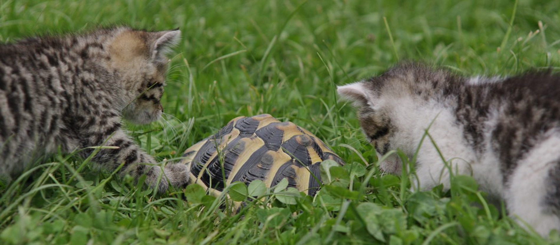 Nach ein bisschen Schnuppern ist Schildkröte Wilma nicht mehr besonders interessant für Titus und Safira.